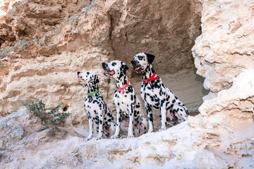 Portrait of three beautiful young Dalmatian dogs standing in a cave