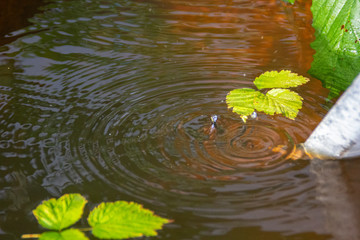 Naklejka premium autumn leaves in water