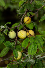 plums on the tree