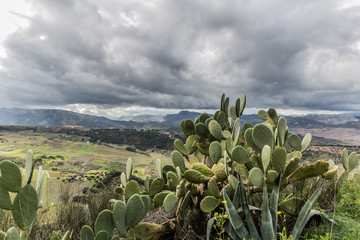 Fototapeta premium Cactus on a hill with the valley of Ronda and mountains in the background, wonderful cloudy day with abundant gray clouds in the province of Malaga Spain
