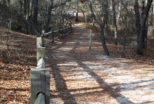 Take a walk along the trail at the Carolina Beach State Park Sugarloaf Trail
