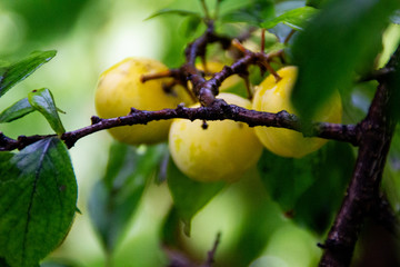 plums on tree