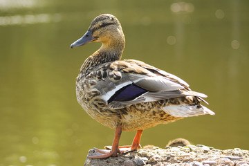 a duck stands on the coast