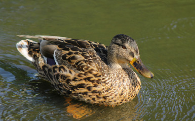 Duck swimming in a lake.