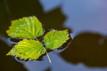 leaves on the water