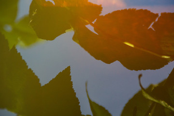 shadow of autumn leaves on the water