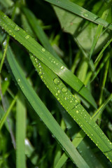 dew on grass