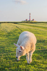 Lamm in Westerhever