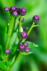 purple flowers in the garden