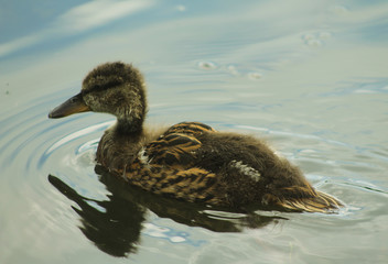 Duck swimming in a lake.