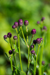 purple flowers in the garden
