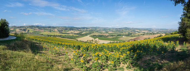 Campos de girasoles en Staffolo, provincia de Ancona, Italia, verano de 2019