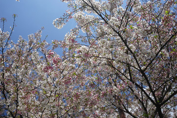 仁和寺の御室桜
