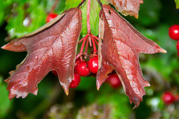 autumn viburnum