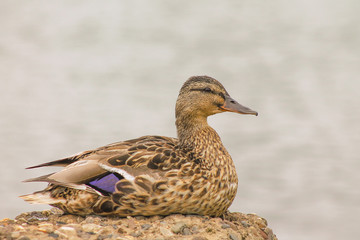 a duck stands on the coast