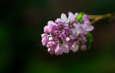 Flowering lilac