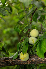 plums on the tree