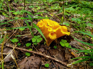 Chanterelle mushroom in the forest near a tree.