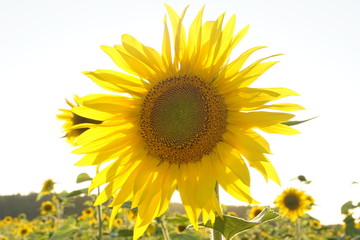 Sonnenblumen Blüte im Sonnenlicht