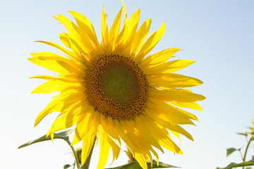 Obraz premium Sonnenblumen Blüte im Sonnenlicht