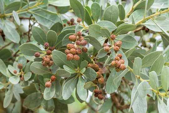 Silver buttonwood tree closeup (Conocarpus erectus var. sericeus) - Hollywood, Florida, USA