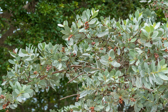 Silver buttonwood tree (Conocarpus erectus var. sericeus) - Hollywood, Florida, USA