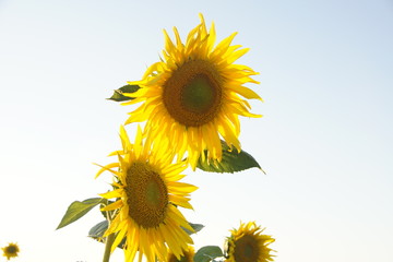 Obraz premium Sonnenblumen Blüte im Sonnenlicht