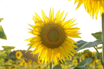 Sonnenblumen Blüte im Sonnenlicht