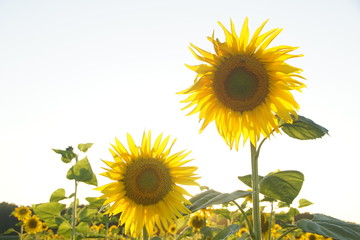 Fototapeta premium Sonnenblumen Blüte im Sonnenlicht