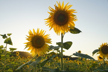 Sonnenblumen Blüte im Sonnenlicht