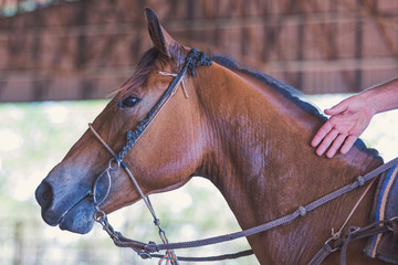 Cabeça de cavalo com cabeçada