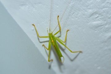 Grasshopper. Home green insect.