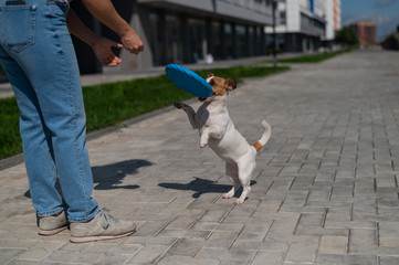 Woman throws blue flying plastic disc to Jack Russell Terrier outdoors. Funny playful little dog...