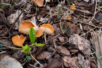 Close-up of fresh brown mushroom 