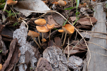 Close-up of fresh brown mushroom 