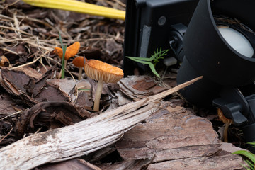 Close-up of fresh mushroom grown from mulch