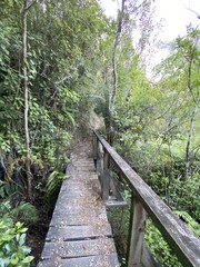 Pont en bois dans la forêt, parc Abel Tasman, Nouvelle Zélande	