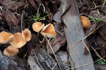Close-up of fresh brown mushroom 