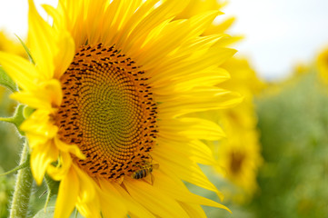 Bright yellow sunflower and bee in field. - obrazy, fototapety, plakaty