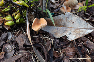 Close-up of fresh brown mushroom 