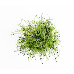 sprouted onion seeds, top view, on a white background