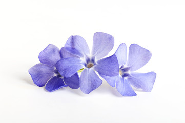 blue flowers, three flowers close-up isolated on white background
