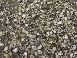 Seashells Everywhere you step on beach