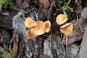 Close-up of fresh brown mushroom grown after rain