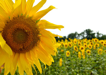 Bright yellow sunflowers in field.
