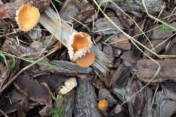 Close-up of fresh brown mushroom 