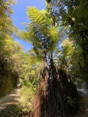 Fototapeta na wymiar Forêt du parc Abel Tasman, Nouvelle Zélande 