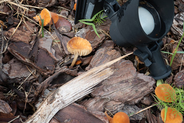 Close-up of fresh mushroom grown after rain