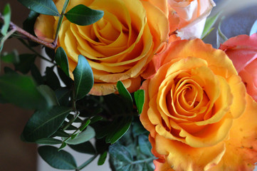 Orange rose.