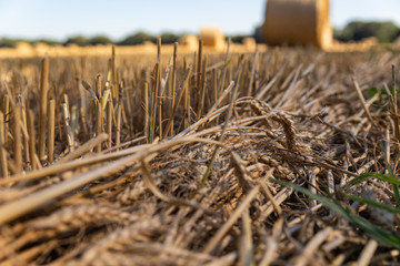 wheat ears on a background of a mown agricultural field